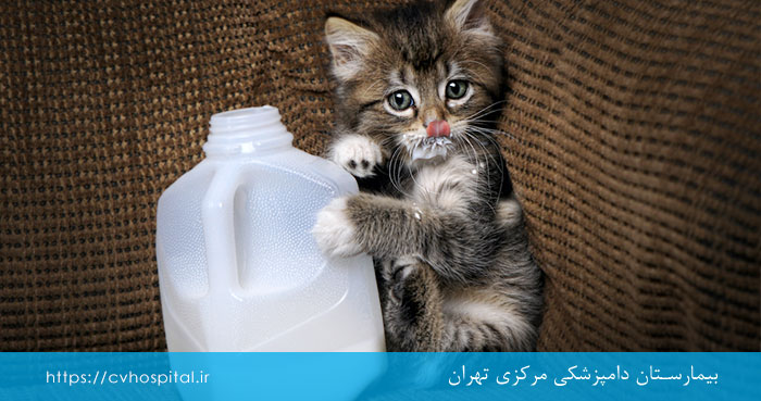 غذاهای مضر برای بچه گربه ها