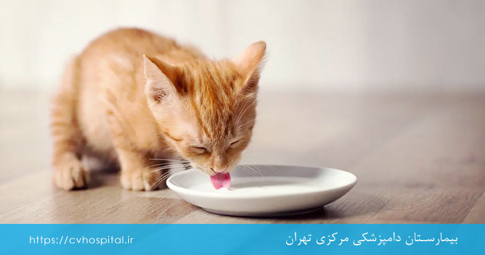 شیر مناسب بچه گربه