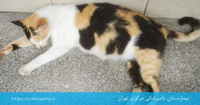 مراحل حاملگی گربه ها