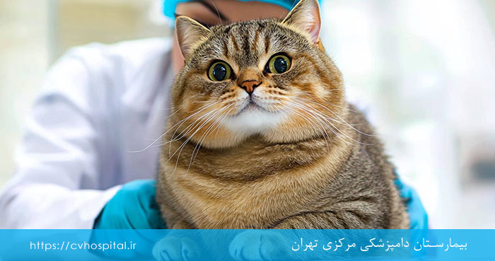 رژیم حیوان بیمار