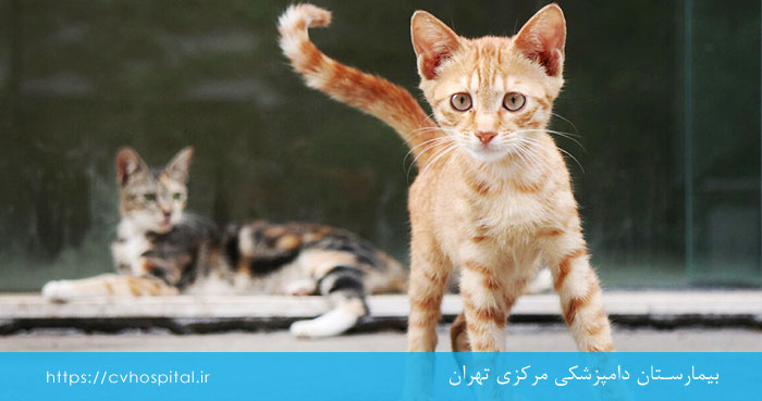 رژیم غذایی برا سگ و گربه لاغر