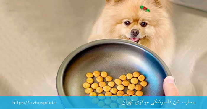 رژیم غذایی سگ