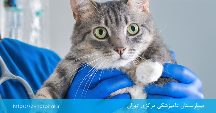 کنترل وزن حیوانات