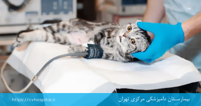 عوارض بیهوش کردن گربه و سگ