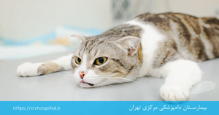 خطر بیهوش کردن حیوان
