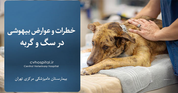 آیا بیهوشی حیوان خانگی خطرناک است؟