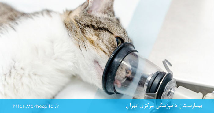 خطر بیهوشی در گربه و سگ