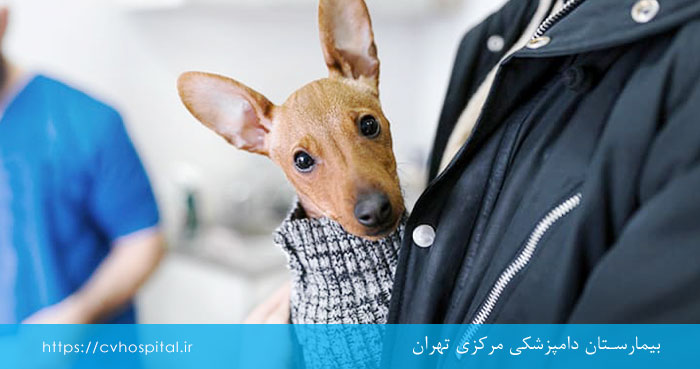 مراجعه به دامپزشک برای مدیریت عوارض بیهوش کردن گربه و سگ
