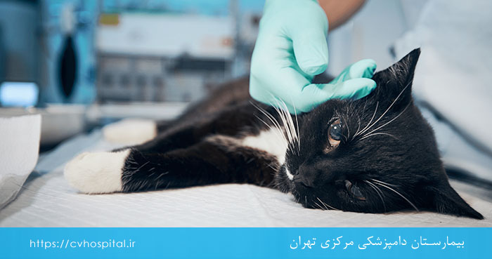 ژیاردیای گربه