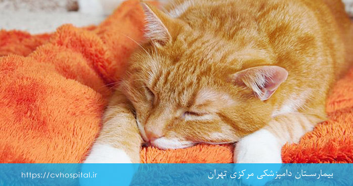 علائم ژیاردیا گربه