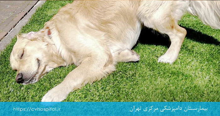 تاثیر براوکتو در کاهش خطر ابتلا سگ به ارلیشیوز و درمان آن