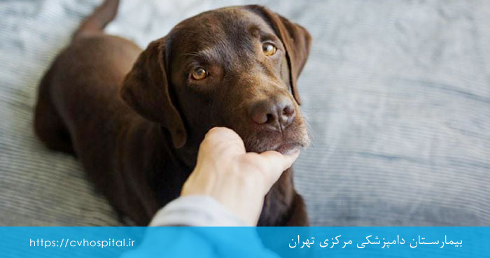 سگ مشکوک به ارلیشیوز