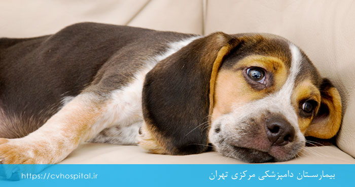 علائم ارلیشیوز در سگ