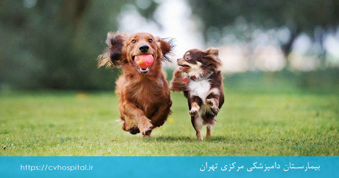 ارلیشیوز گرفتن سگ و راه انتقال آن