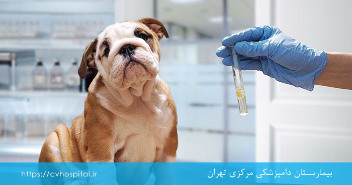 تشخیص بیماری ارلیشیوز در سگ ها