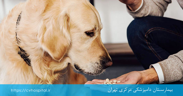 درمان ارلیشیوز سگ