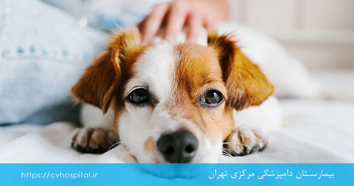 مبتلا شدن سگ به ارلیشیوز