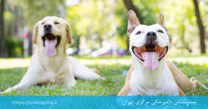 جلوگیری از نیش کنه ناقل ارلیشیا به سگ