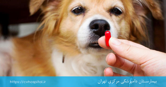 قرص برای درمان و پیشگیری از ارلیشیوز سگ