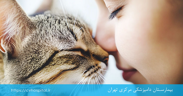 حساسیت پوستی گربه