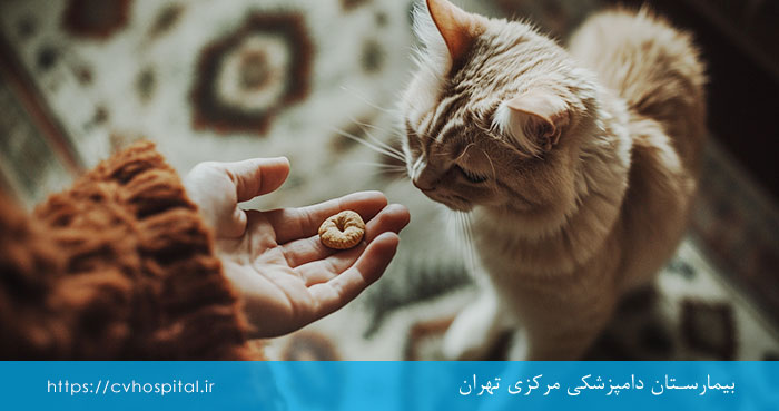 آلرژی غذایی گربه