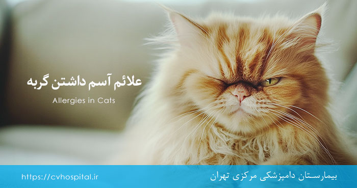 علائم آسم و حساسیت گربه