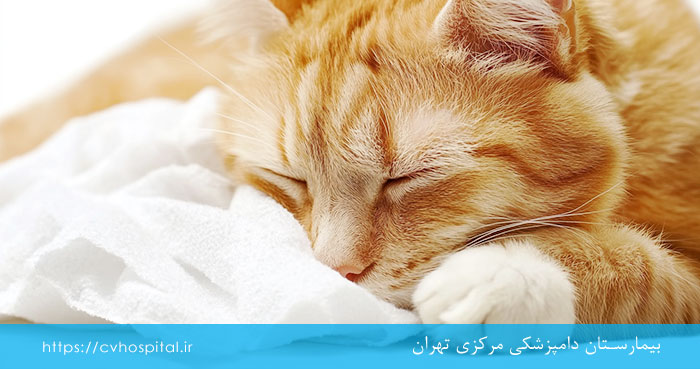 مراقبت از گربه دارای آلرژی