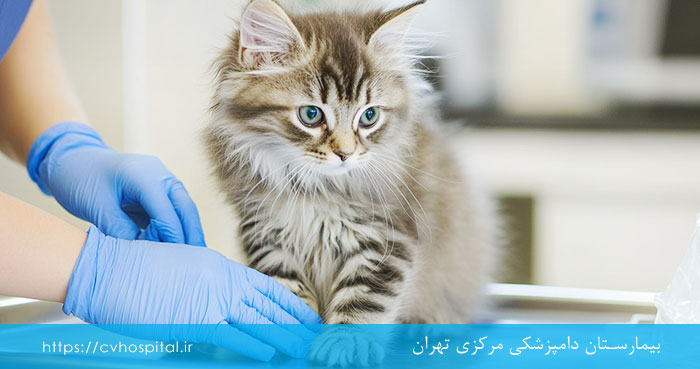درمان آلرژی گربه