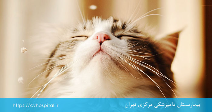 حساسیت تنفسی در گربه
