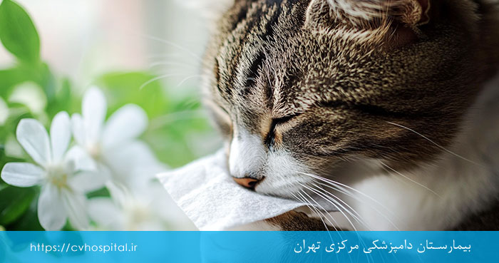 حساسیت فصلی گربه