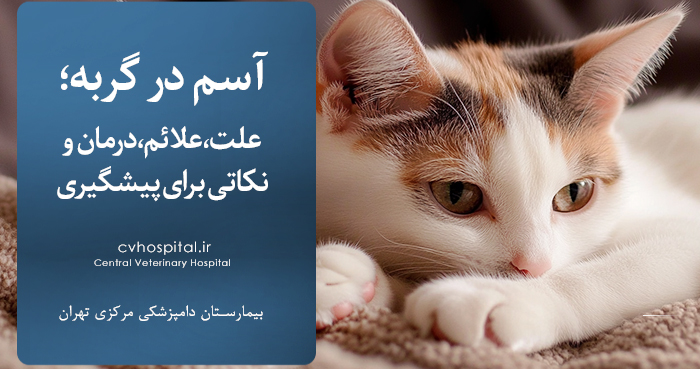 آسم گربه سانان
