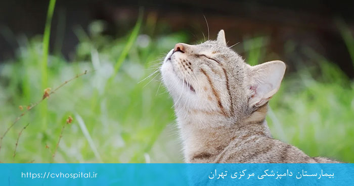 آسم و تنگی نفس گربه