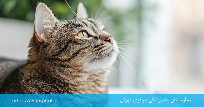 بهبود آسم در گربه ها