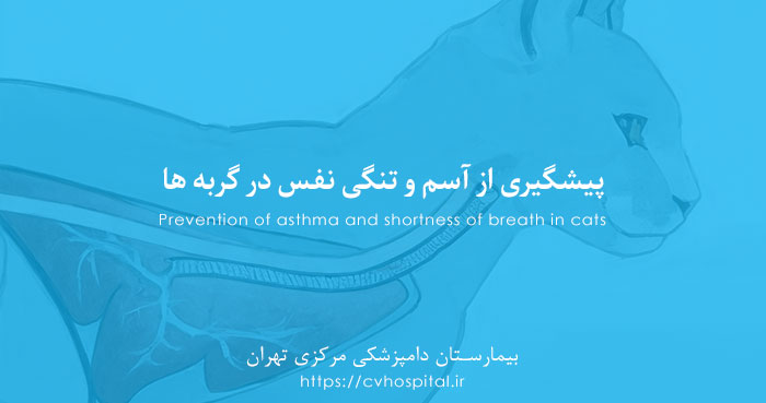 پیشگیری از آسم گربه ای