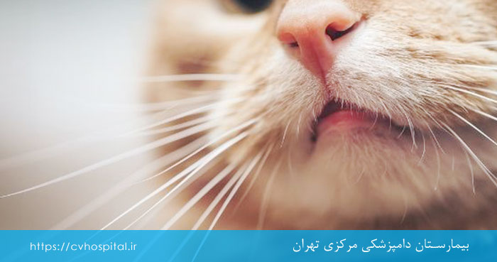 درمان آسم و تنگی نفس در گربه ها