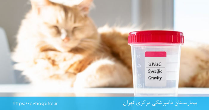 بیماری های دستگاه ادراری گربه