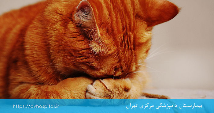 Cat with urinary problem