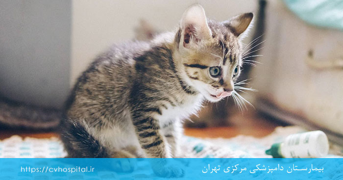 مشکل ادراری بچه گربه