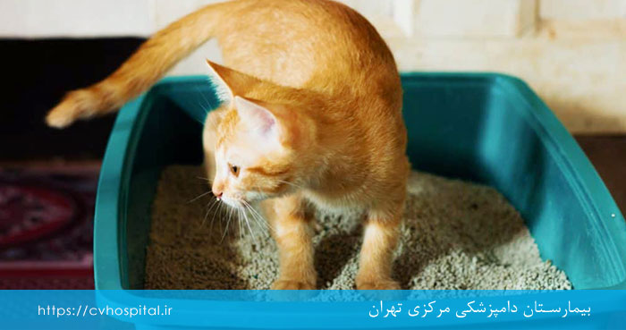 Cat Litter Box Issue