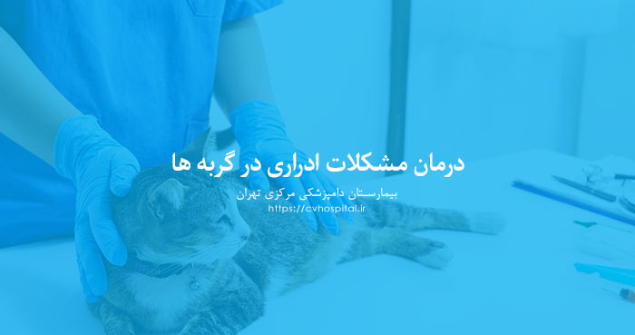 درمان اختلالات ادراری گربه
