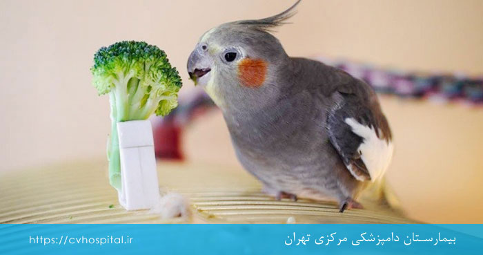 How to strengthen a weak cockatiel?
