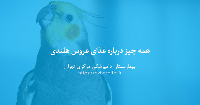 غذای عروس هلندی از بدو تولد تا بلوغ