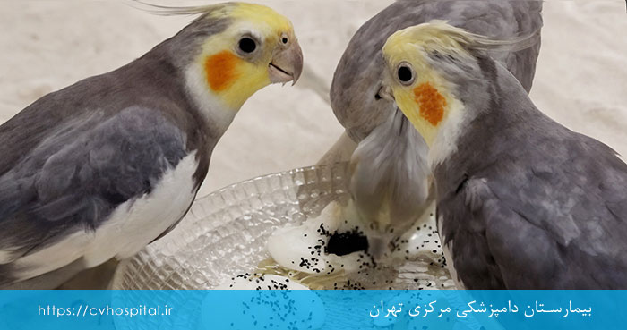 Nutritional supplement for cockatiels