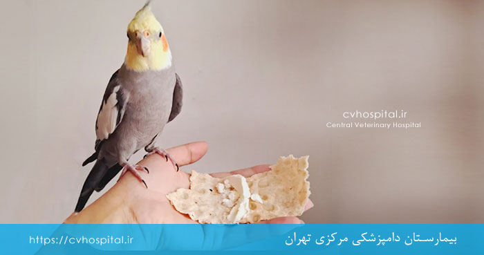 Cockatiel diet plan