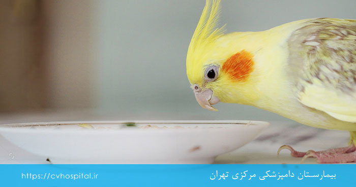 Best food for cockatiels