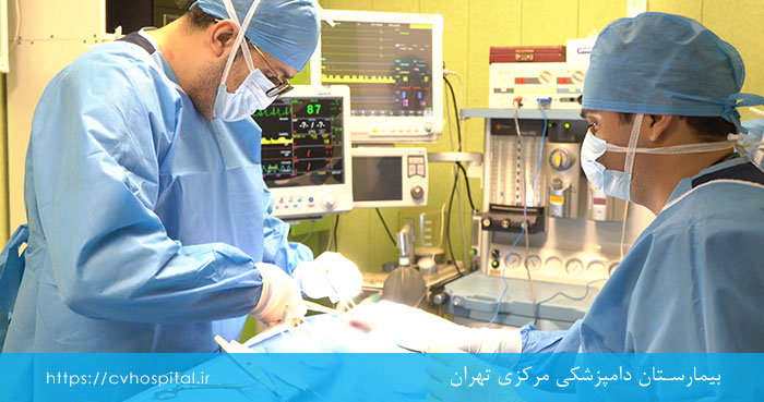 بهترین دکتر عقیم سازی گربه در تهران