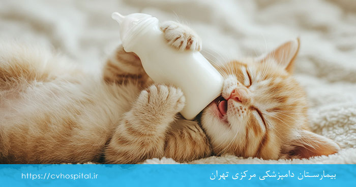 بهترین سن عقیم سازی گربه