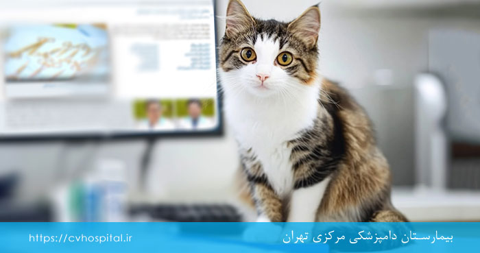 مزایا و معایب عقیم سازی گربه ها