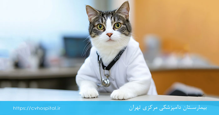 عقیم سازی گربه چیست
