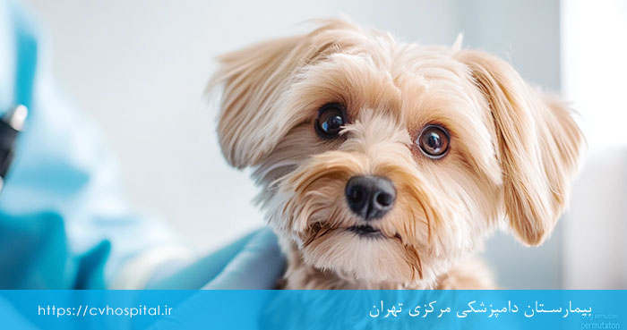 سن مناسب عقیم سازی در سگ ها